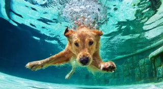 Pool Maintenance